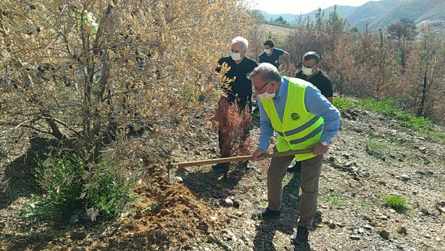 Yangından etkilenen zeytinlikler organik gübreyle canlanacak